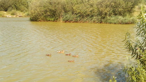 High angle view of ducks swimming on lake