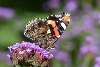 Close-up of butterfly on purple flower