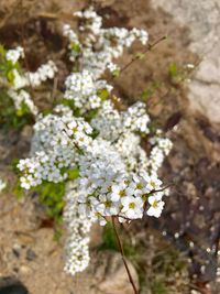 Close-up of fresh flowers blooming in nature