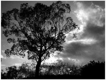 Low angle view of silhouette tree against sky