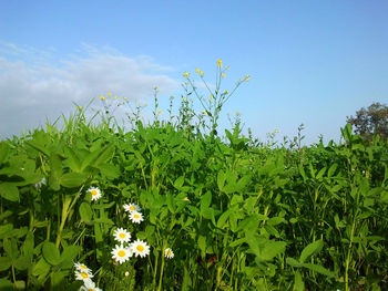 Close-up of plants growing on field against sky