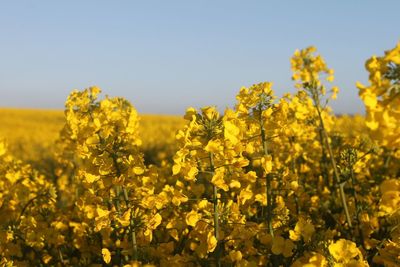 Yellow flowering plants on field against sky