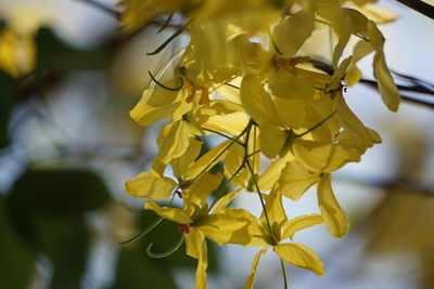 Close-up of yellow flowers