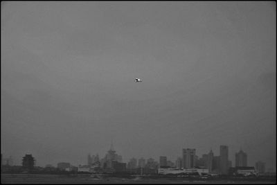 Birds flying over buildings in city