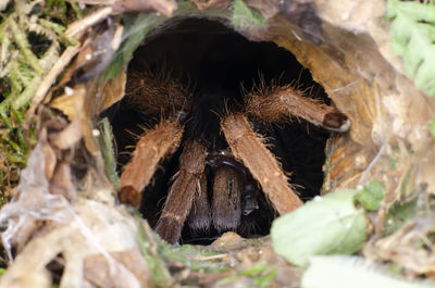 Close-up of spider