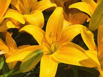 Close-up of yellow flower