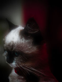 Close-up of dog looking away