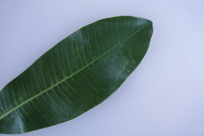 High angle view of leaves on white background
