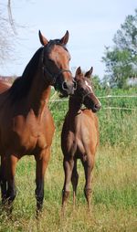 Horses standing on field against sky