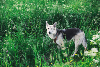 View of a dog on field