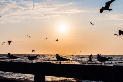 Silhouette birds flying over sea against sky during sunset