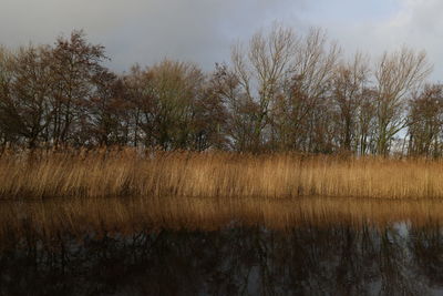 Trees on landscape against sky