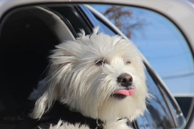 Close-up of dog in car with his tongue sticking out 