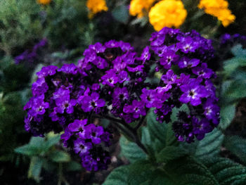 Close-up of purple flowers blooming outdoors