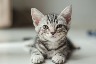 Close-up portrait of tabby kitten