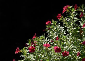 Close-up of pink flowering plants against black background