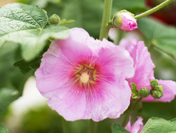 Close-up of pink flowering plant