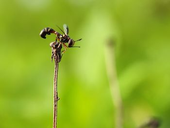 Close-up of insect on plant