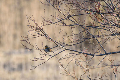 Bird perching on bare tree