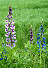 Close-up of purple flowering plants on field