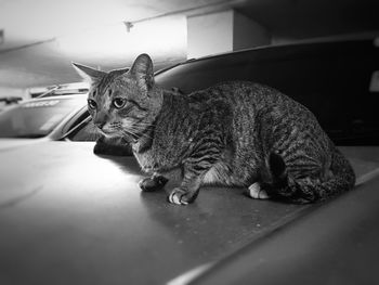 Close-up of a cat looking away