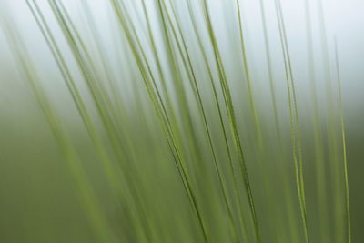 Close-up of palm leaf