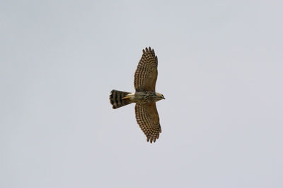 Low angle view of eagle flying in sky