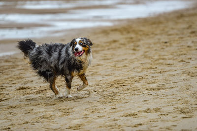 Dog running on sand