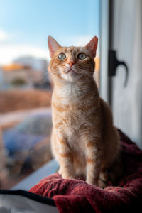 Close-up of a cat looking away