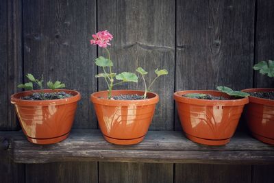 Close-up of potted plants on table