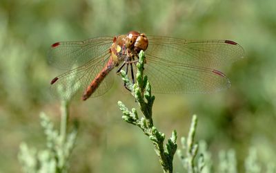 Close-up of damselfly on plant