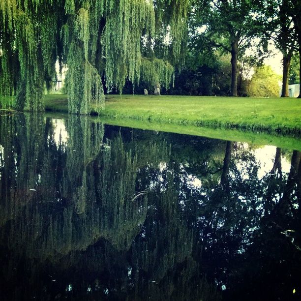 water, reflection, tree, lake, tranquility, growth, green color, nature, tranquil scene, beauty in nature, pond, scenics, waterfront, day, standing water, plant, outdoors, idyllic, no people, grass