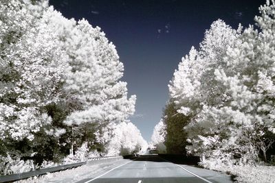 Road passing through trees