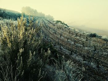 Scenic view of field against sky during winter