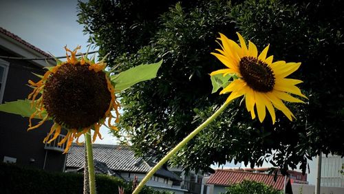 Low angle view of sunflowers growing on house