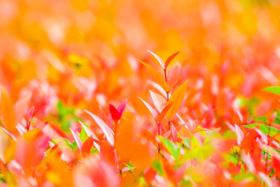 Close-up of orange flowering plants