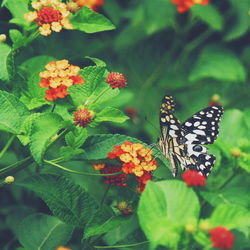 Close-up of butterfly pollinating flowers