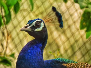 Close-up of peacock