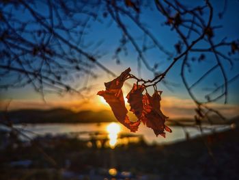 Close-up of maple leaves on tree against sky during sunset