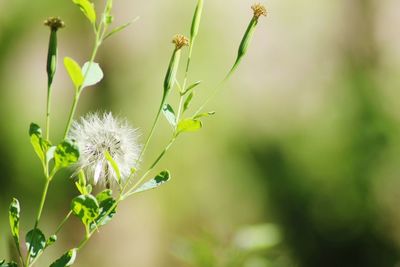 Close-up of flowering plant