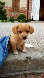 Portrait of cute puppy on footpath