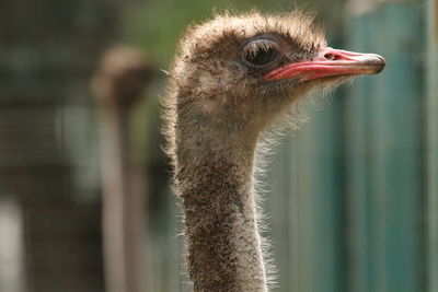 Close-up of ostrich