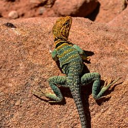 High angle view of lizard on rock