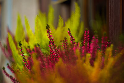 Close-up of pink flower