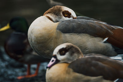 Close-up of birds