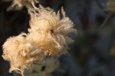 Close-up of wilted flower