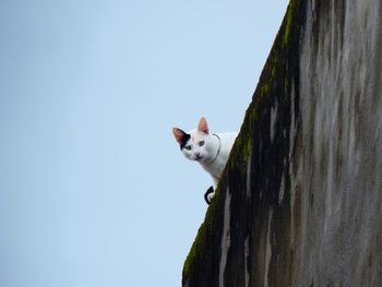 Low angle view of a cat