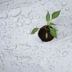 Close-up of raindrops on plant