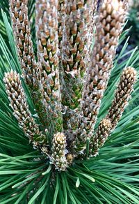 Full frame shot of flowering plant