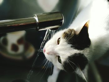 Close-up of cat drinking water from running faucet in kitchen at home